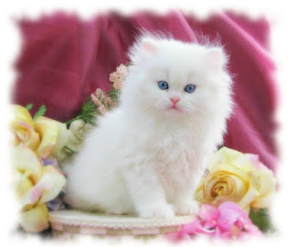 beautiful-cats-%25D8%25B5%25D9%2588%25D8%25B1-%25D9%2582%25D8%25B7%25D8%25B7-%25D8%25AC%25D9%2585%25D9%258A%25D9%2584%25D8%25A9-56