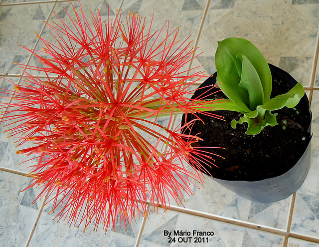 Meu Cantinho Verde: ESTRELA-DE-NATAL , FLOR-DE-NATAL ( Scadoxus multiflorus  )