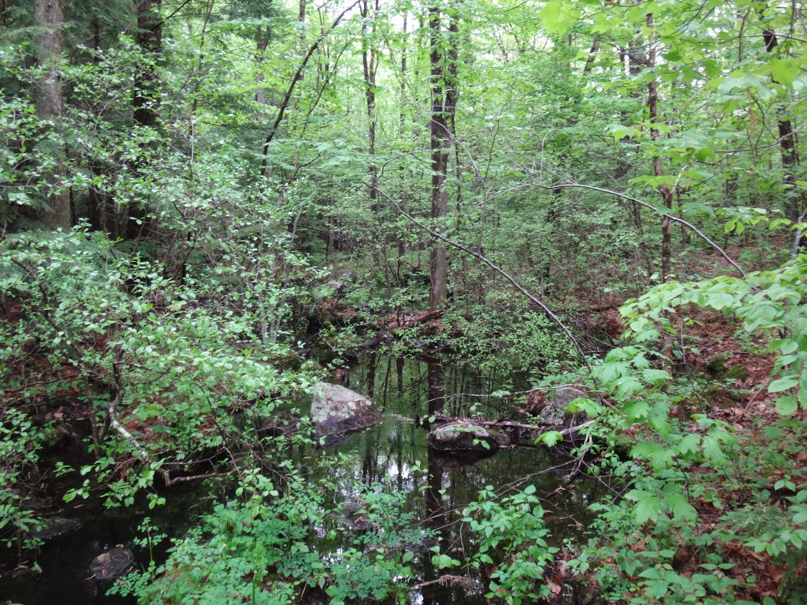double d mountain runner Kingston Town Forest