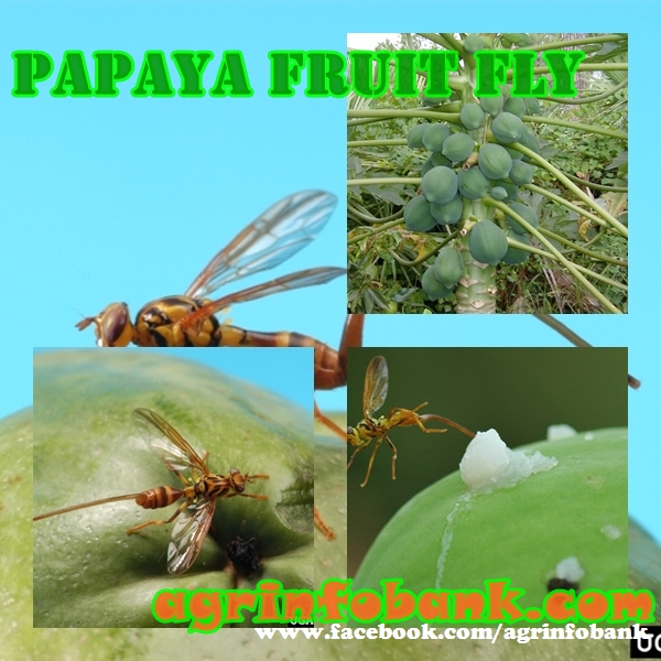 Papaya fruit fly Agriculture Information Bank