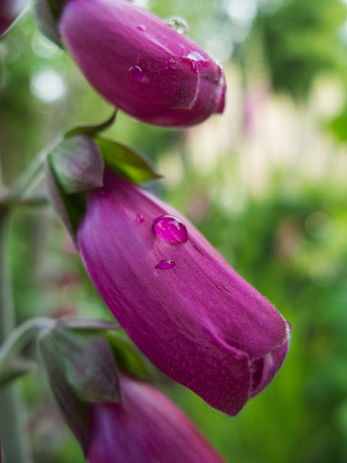 A close up of raindrops on closed flowers of  Digitalis Purpurea.