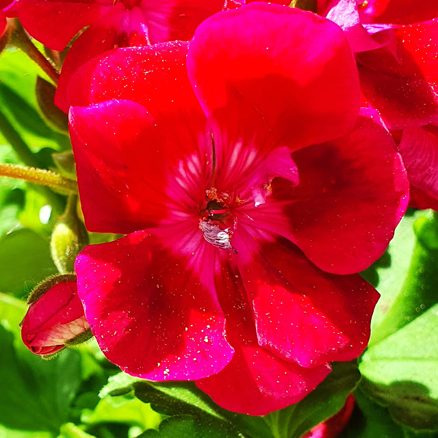 Neues Vom Lindenhof Gartentage Auf Schloss Langenburg