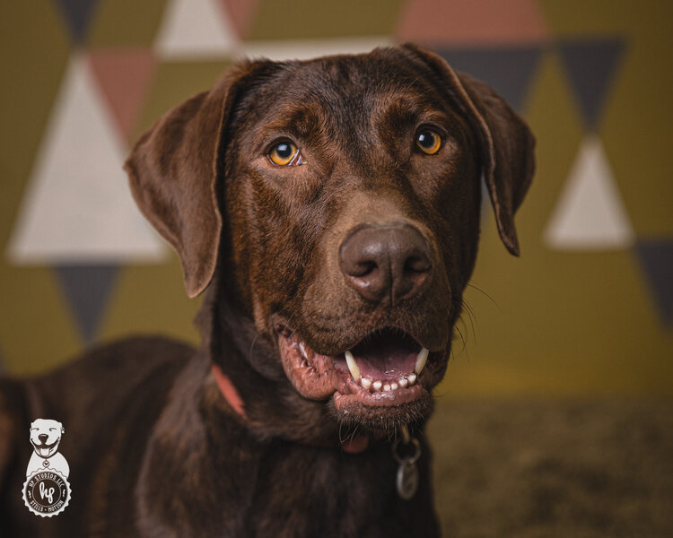 Shelter Dogs of Portland "PUDDING" Big Dog Lovers check him out