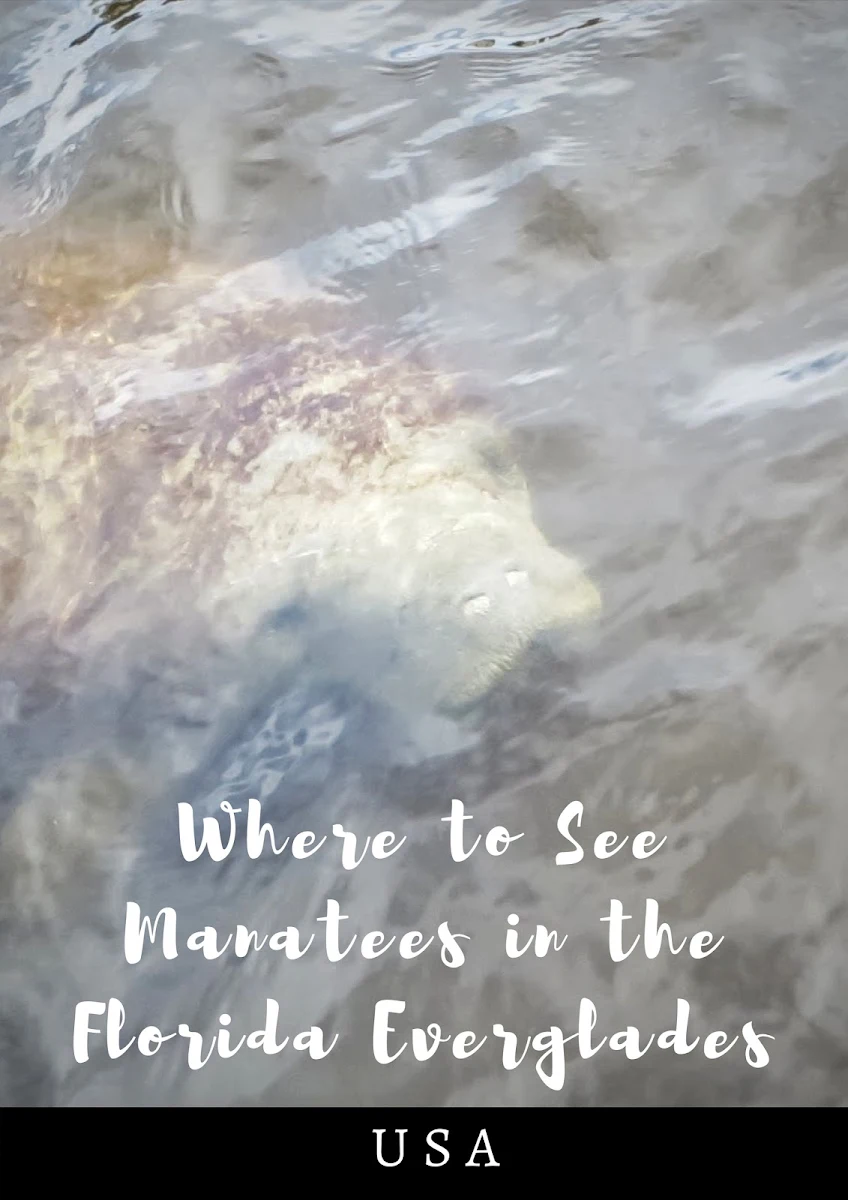 Manatees in the Everglades: A Naples Day Trip You Won't Forget