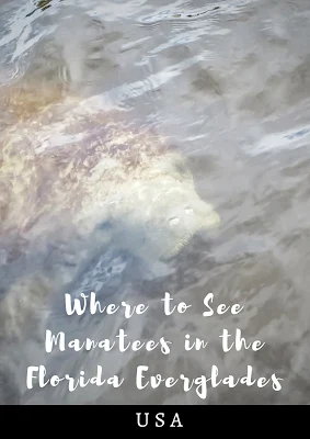 Pinterest Pin: Where to see manatees in the Florida Everglades