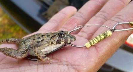 Mancing Ikan Gabus Dengan Umpan Kodok Besar Lihat Hasilnya Youtube