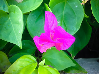 Sweet And Fresh Pink Color Of Bougainvillea Flower In The Morning Atmosphere