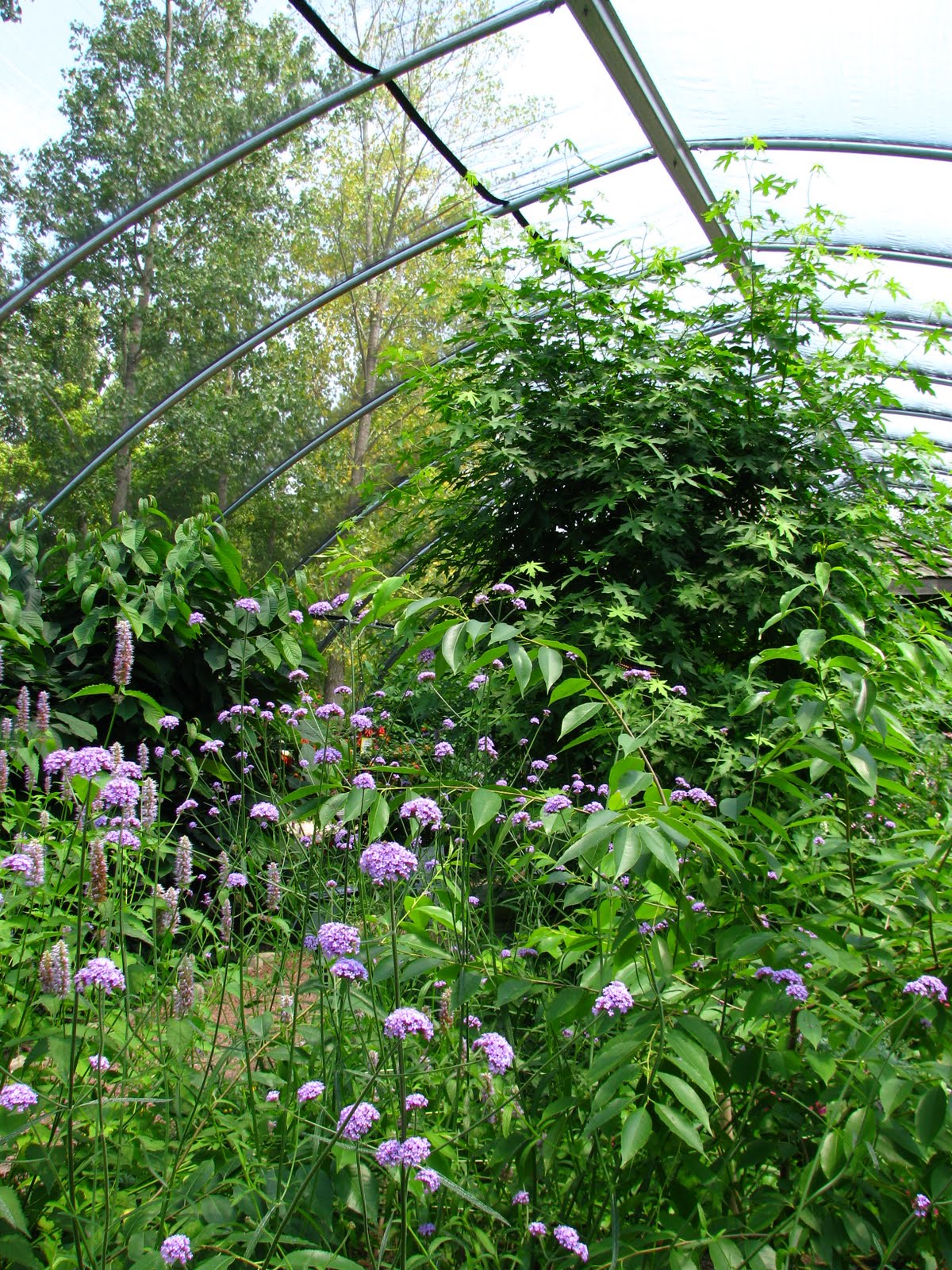 Heartbreaking Loss: Remembering The Life Lost At Cox Arboretum - v4n3sc3