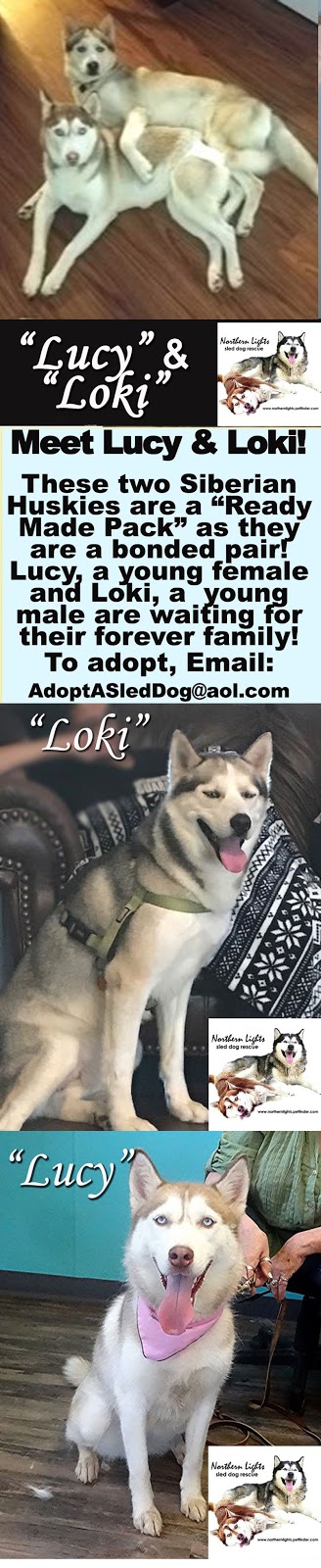 northern lights dog rescue