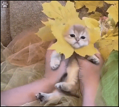 Funny Cat GIF • Cute fall citten is a fashion victim with her yellow autumn leaves cone Funny Cat GIF • Cute fall citten is a fashion victim with her yellow autumn leaves cone