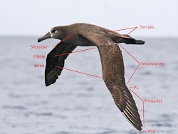 flight birds albatross wing identify diagram footed bird nw albatrosses pacific greg brown flying tertials describe learn diego secondaries feathers