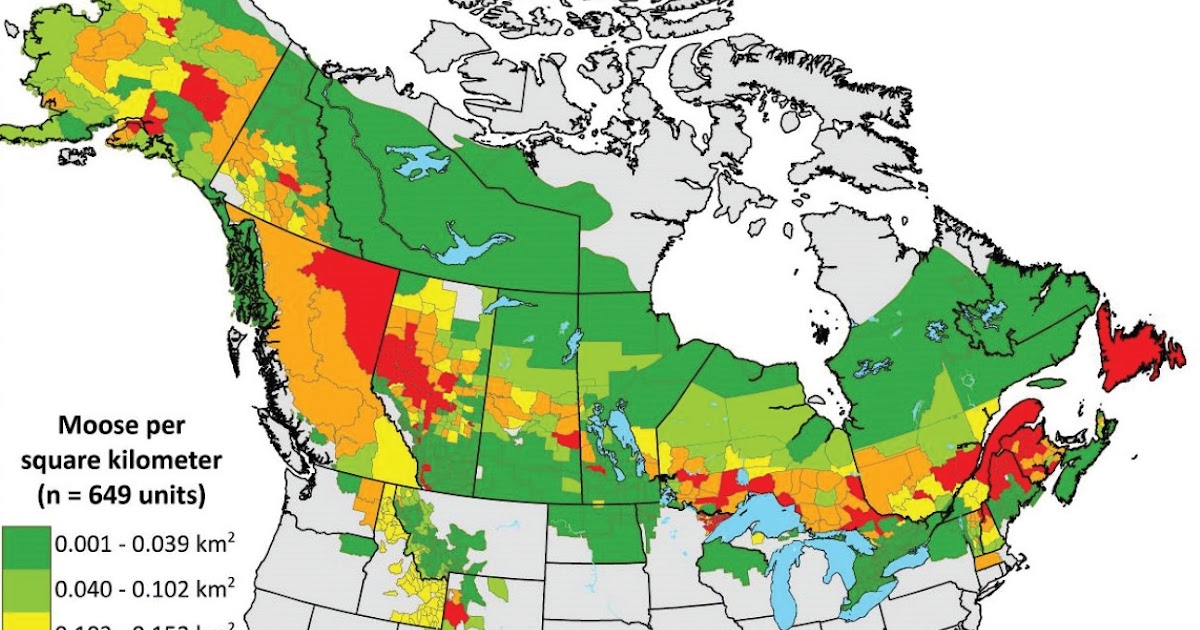 Moose population in North America