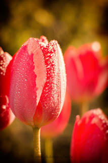 Naturfotografie Makrofotografie Tulpen