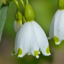 http://wild-flowers-of-europe.blogspot.nl/2014/12/leucojum-aestivum.html