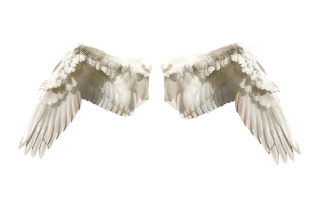 image of wings, image of angel wings, image of angel image of wings, image of angel wings, image of angel