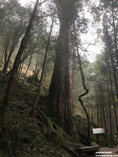 Yilan Cilan|Makauy Ecological Park's Divine Trees Garden-Asia's largest ancient woodland area of Taiwan Cypress.