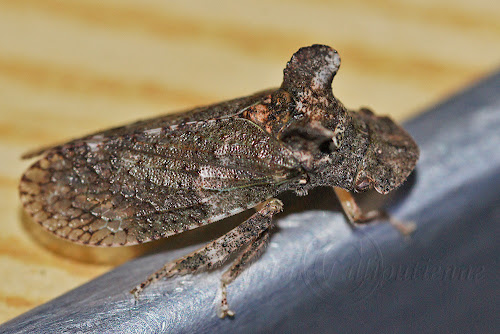 Ledra aurita