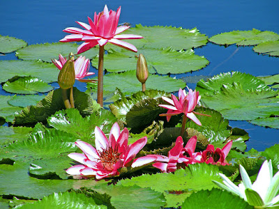 Waterlilies Lily Day Care Pond Plants