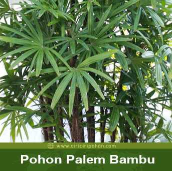 ciri ciri pohon palem bambu