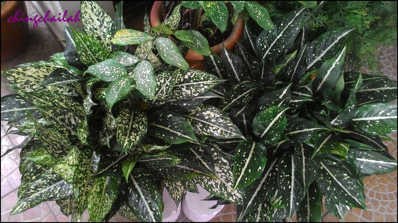 Simple Living In Nancy GROWING SPOTTED EVERGREEN IN MY Simple Living In Nancy GROWING SPOTTED EVERGREEN IN MY