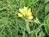 Oil Seed Rape