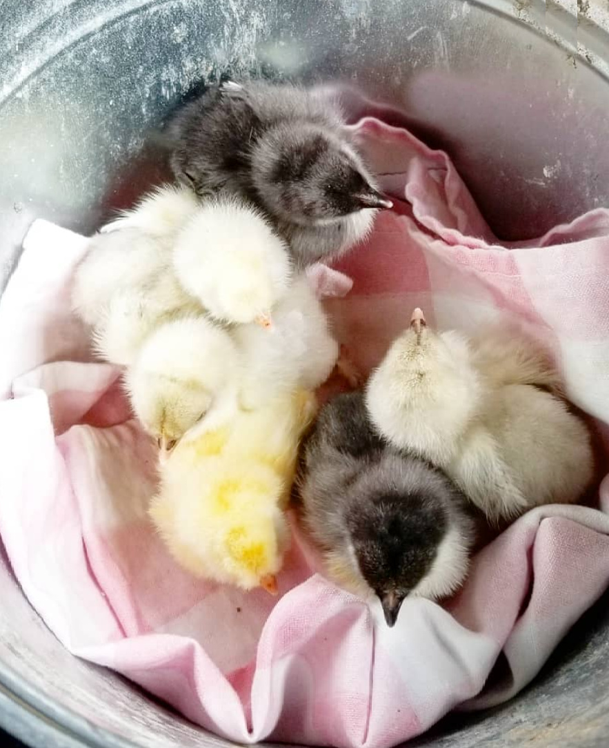 What Do Baby Chicks Eat?