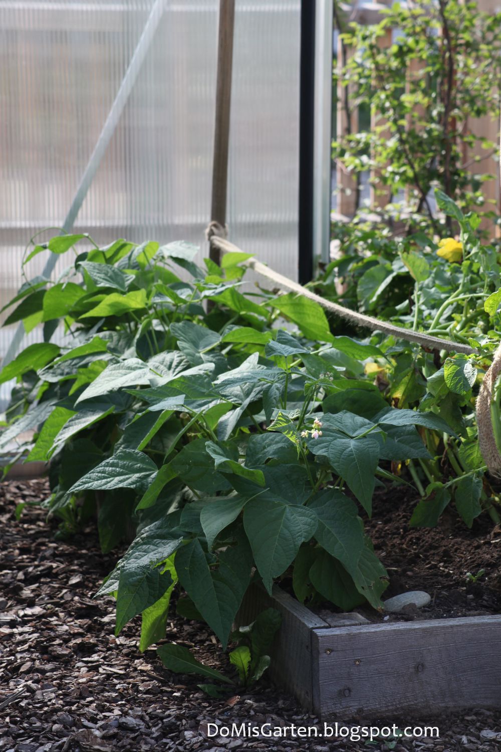 DoMis Garten Gemüsegarten im Juli Teil 2