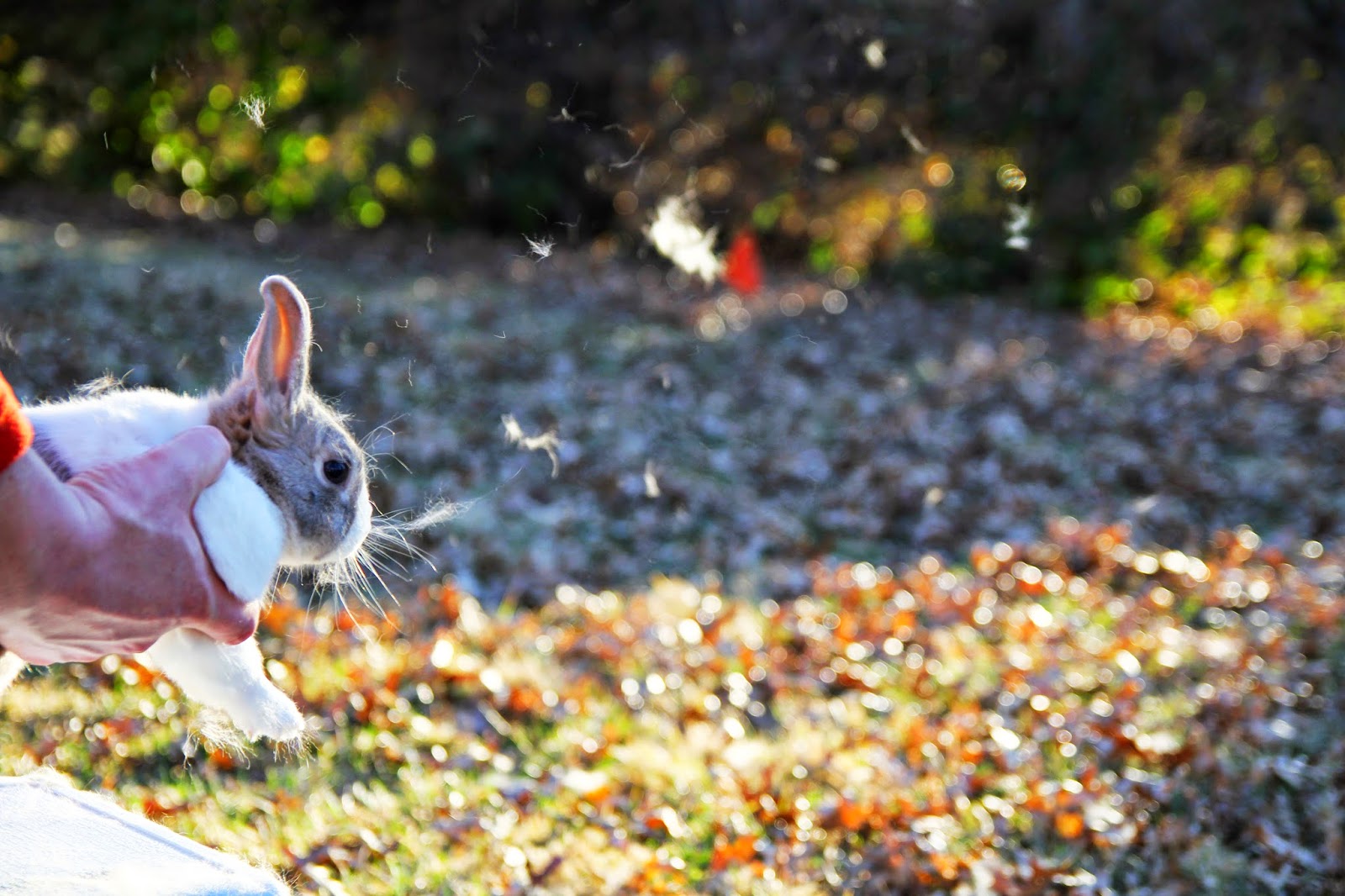 This, too SHEDDING OUR WINTER COATS