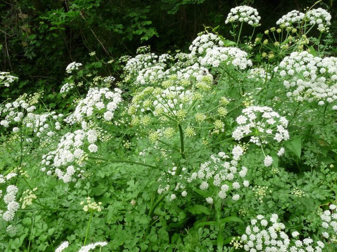 Hemlock Water Dropwort Plant that Leave Smile on Your Dead Body