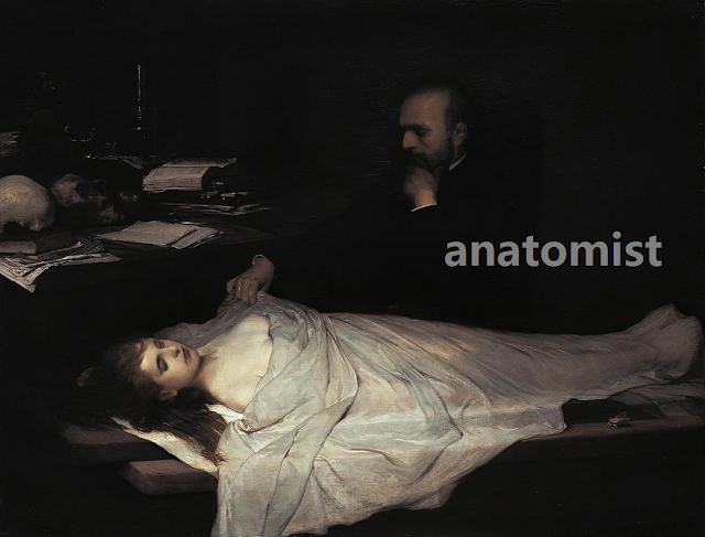 anatomist