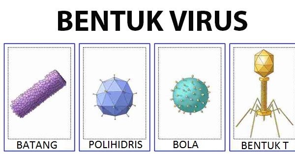 Pengertian, Ciri, Stuktur ‎Tubuh, Reproduksi, dan Peranan