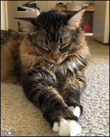 Amazing Cat GIF • Suddenly...Nap Attack! Exhausted cat is so exhausted after a rough day [cat-gifs.com]