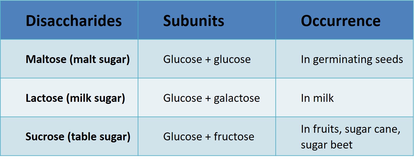 Disaccharide Definition Structure List Food Examples vrogue.co