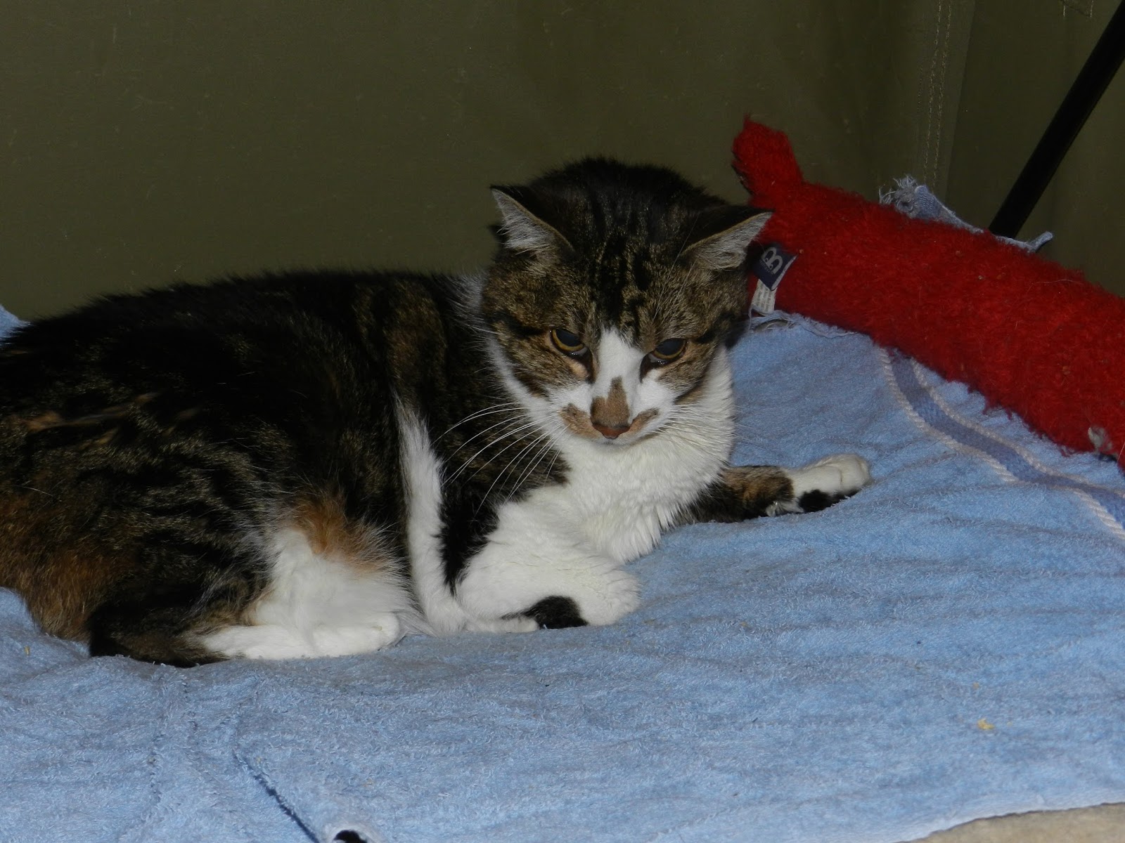 I M One For The Animals Feline Lung Digit Disease Have You Ever