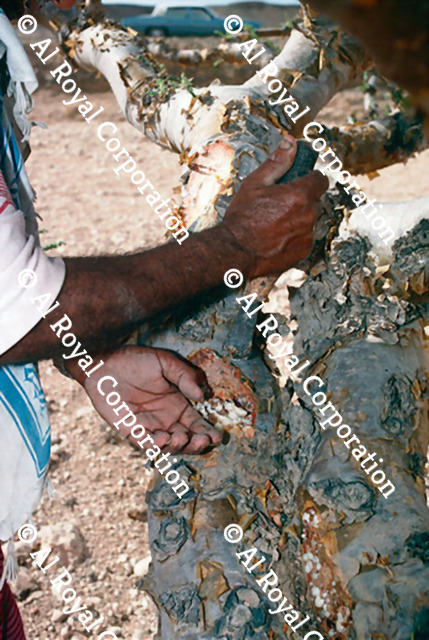Frankincense | AlRoyal Corporation - Oman
