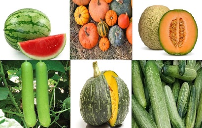 Easy Steps to Produce Your Own Vegetable Seeds ; A Information Guide for Beginner's