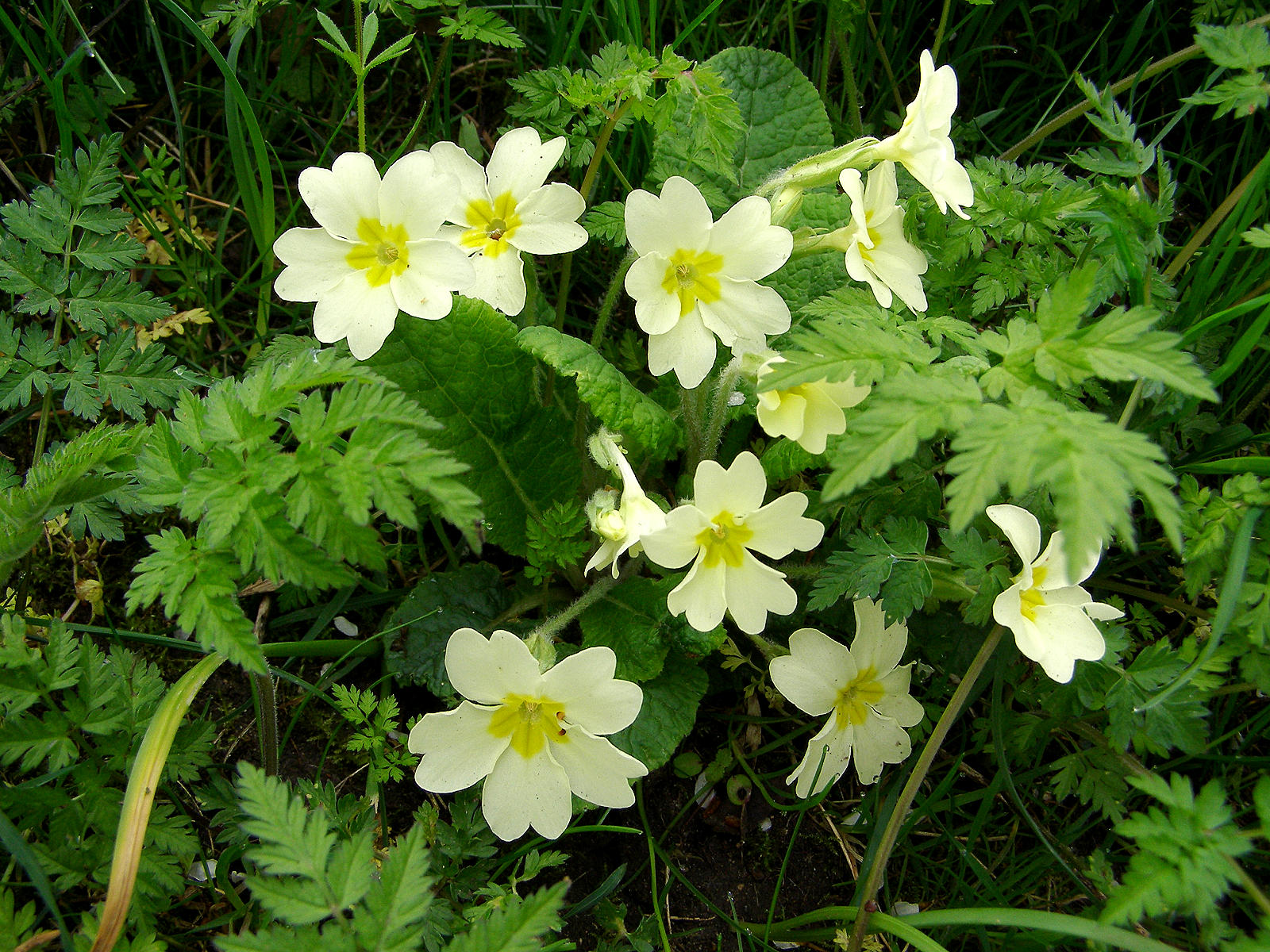 Random Jottings Primrose Path