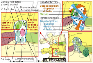 Estructuras del foramen intervertebral