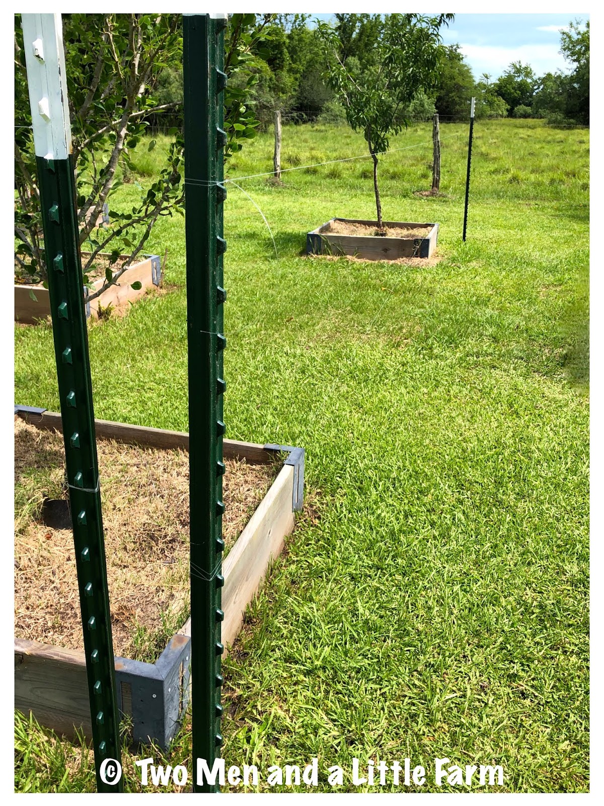 Two Men and a Little Farm DEER FENCE AROUND ORCHARD