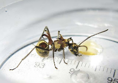 Lateral view of the Polyrhachis ypsilon ant