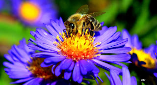 Biene, con ong, Bee, пчела, abeja, abeille, пчела, včela, Insekten, insekte, insektet, intsektuak, insekti, Насекоми, insekter, insects, Putukad, Hyönteiset, insectes, έντομα, serangga, feithidí, skordýr, insetti, ensèk