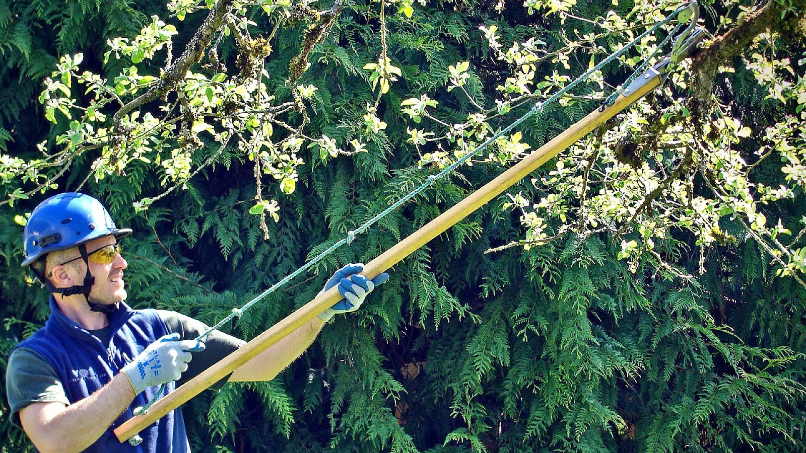 Arborist Portland Tree Care Tree Choices