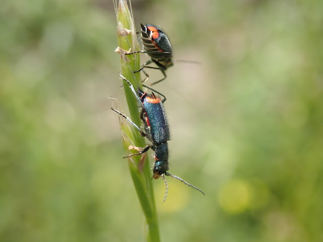 Clanoptilus geniculatus Clanoptilus geniculatus
