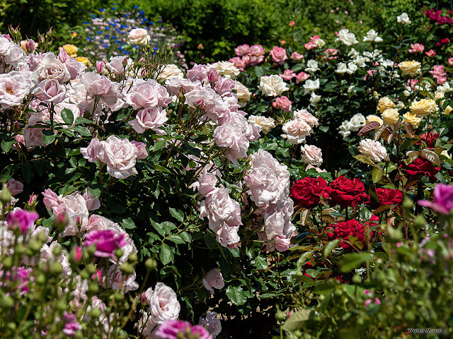 Rose garden: Ofuna Botanical Garden (Kamakura)