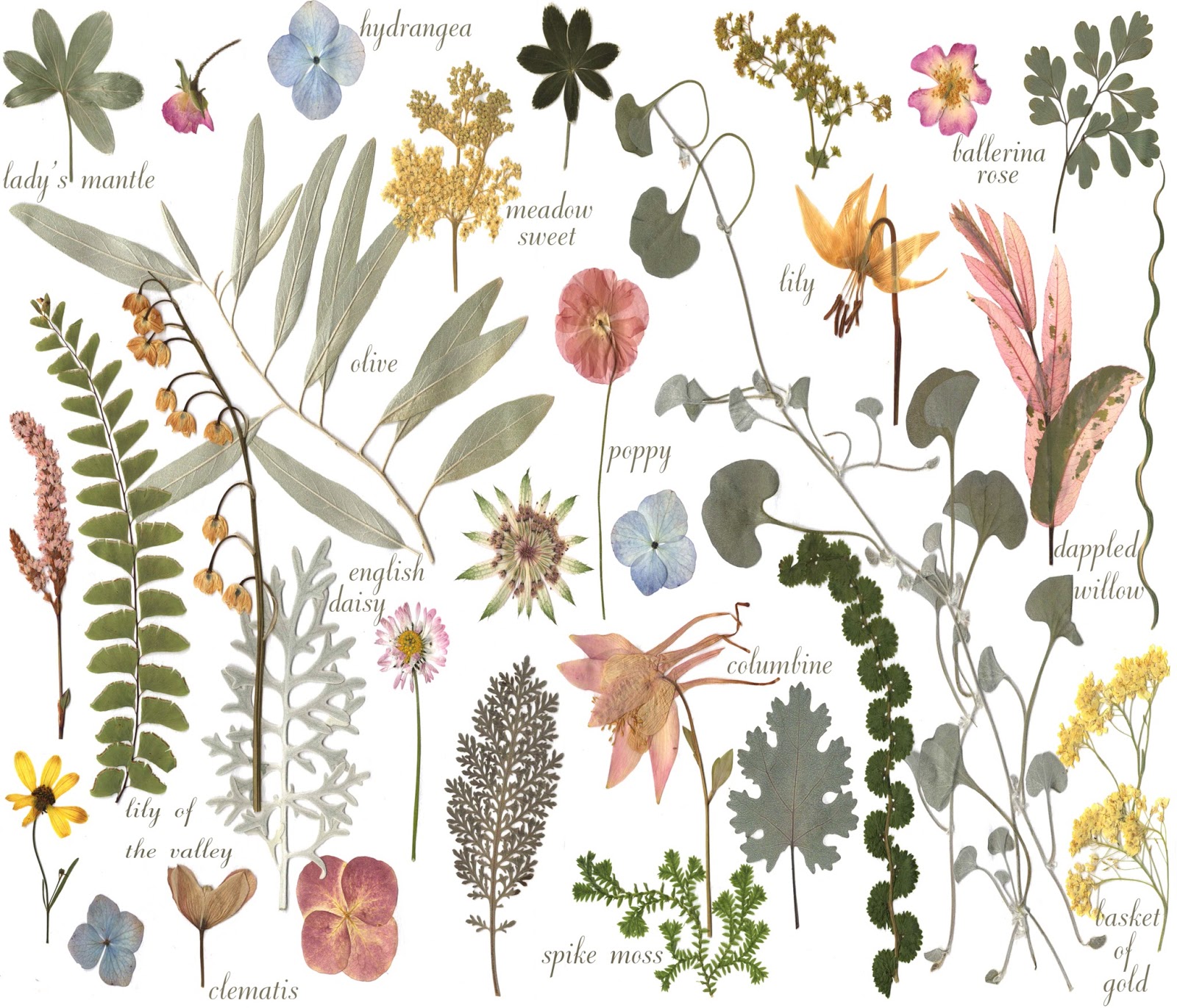 My Petal Press Garden Blog Botanical Sketchbook art on fabric