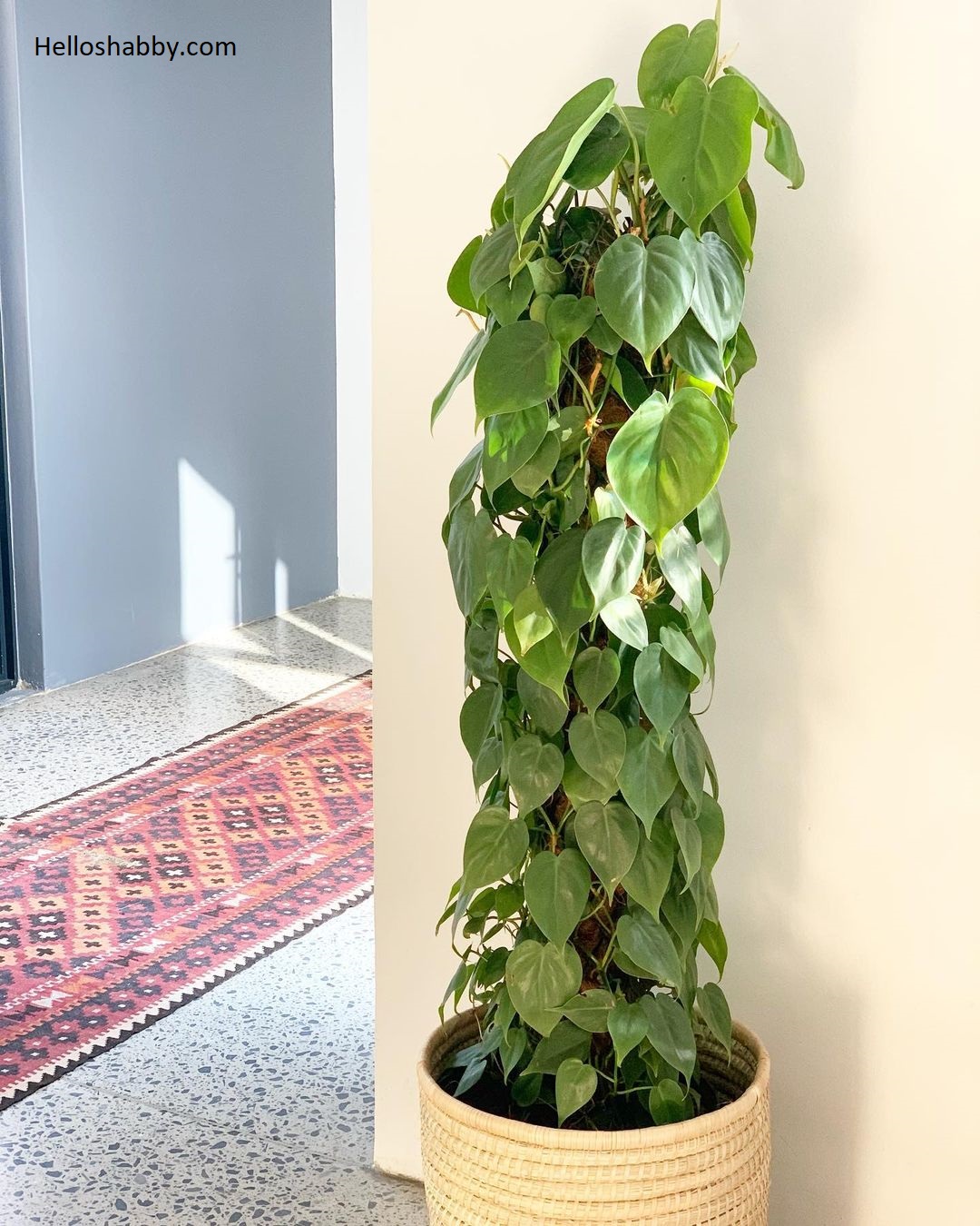 7 Low Maintenance Indoor Plant Names With Pictures interior and exterior