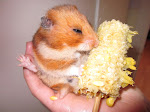RIP Nessie the Hamster