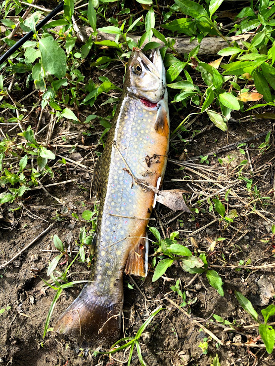 Trout Fishing in Pine Creek in North Park, Pittsburgh