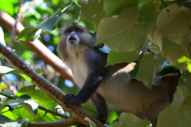 Cercopithecus mitis Cercopithecus mitis