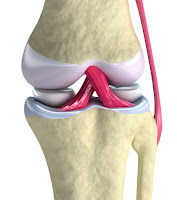 Ligament (sendi tulang) Ligament (sendi tulang)